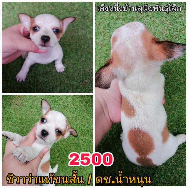 ชิวาว่าเเท้ขนสั้น ขนยาว พร้อมย้าย 10