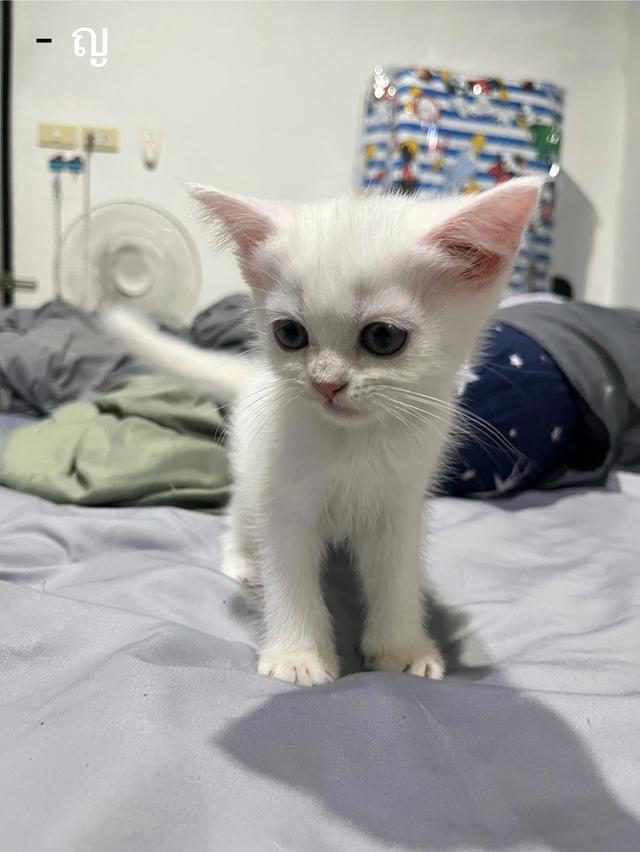 ลูกแมว สก็อตติช เปอร์เซีย รูปที่ 3