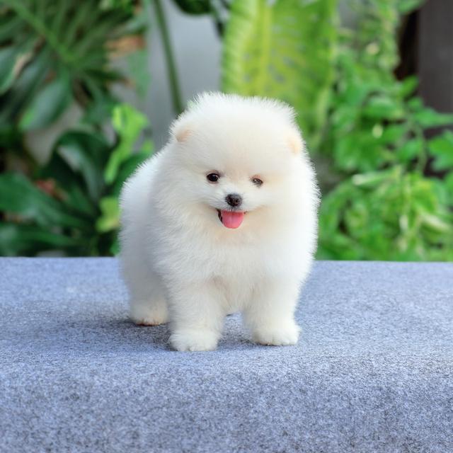ปอมขาวไซส์ทีคัพน้องโอโม่หนุ่มหล่อตัวจิ๋ว 4