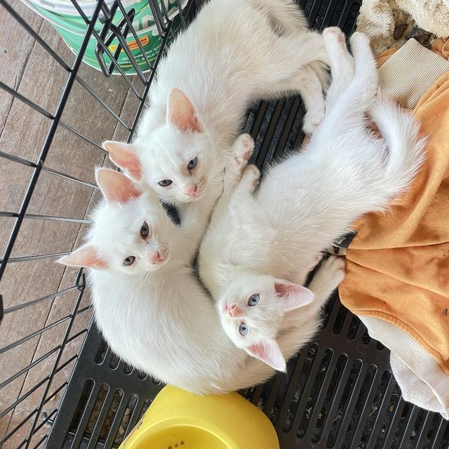 แมวสายพันธุ์ขาวมณี(The White Pearl),แมวสายพันธุ์สก็อตติชโฟลด์(Scottish fold) 3