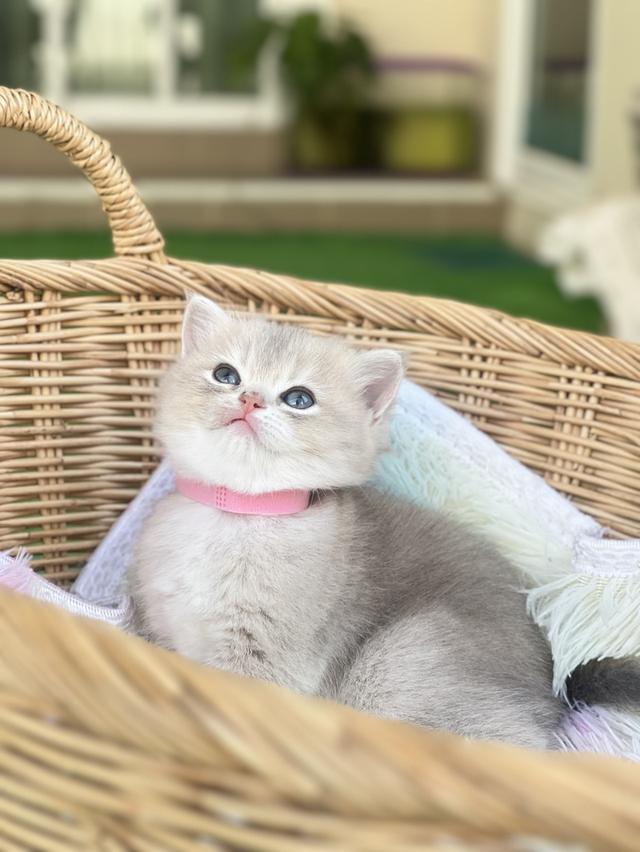 ดญ.บริติช AY.             