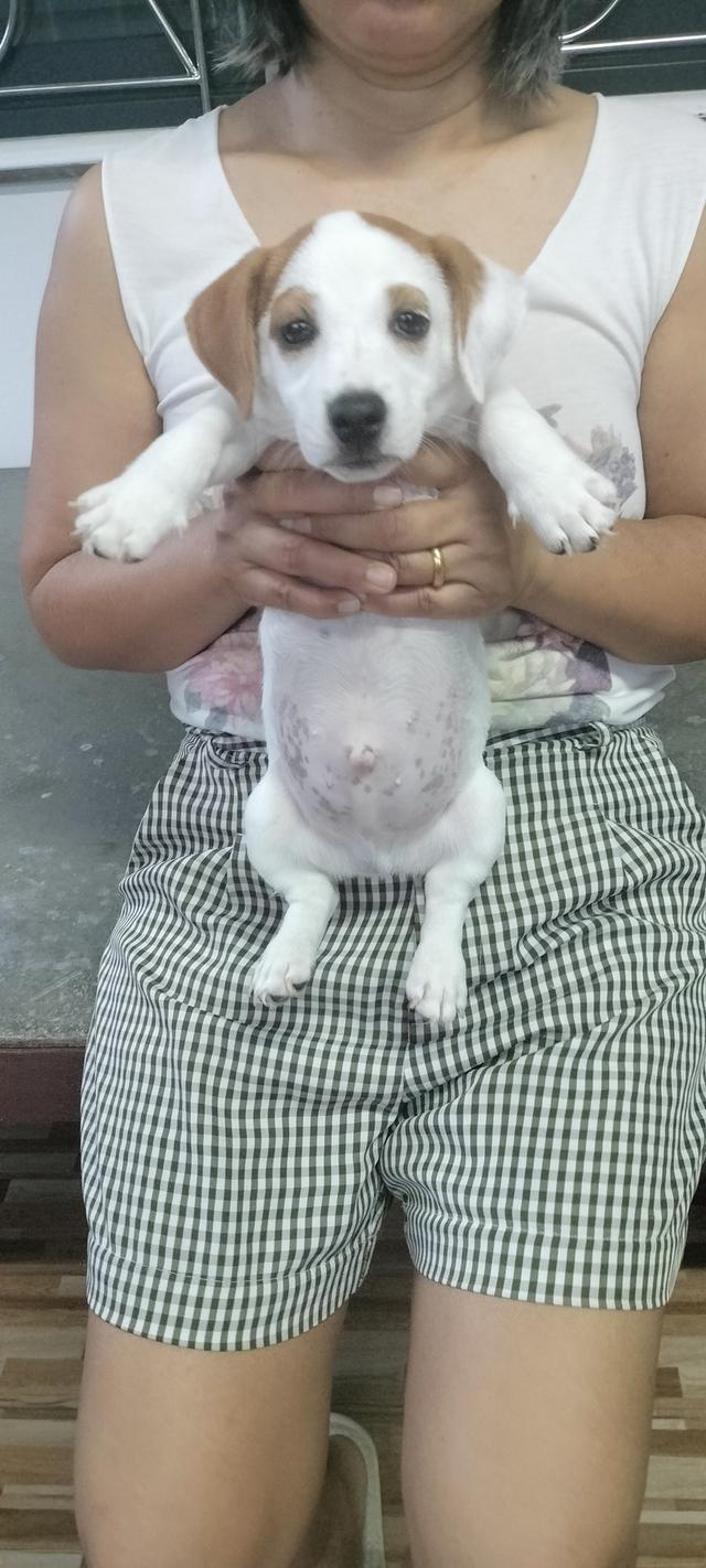 Beautiful Jack Russell Terrier puppies