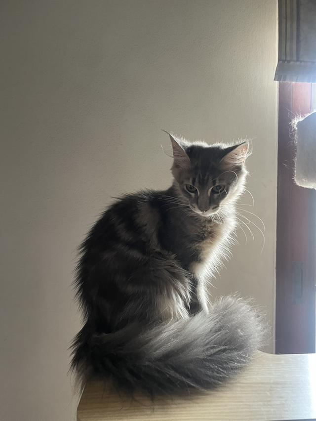Main coon