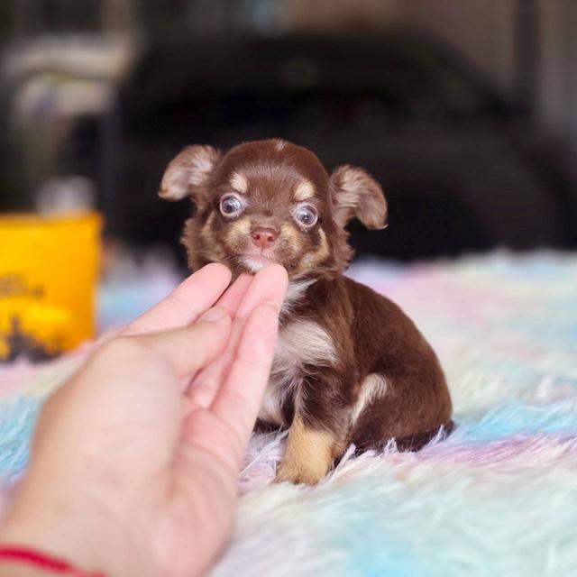 ชิวาวาแท้ขนยาว สีช็อค เพศผู้