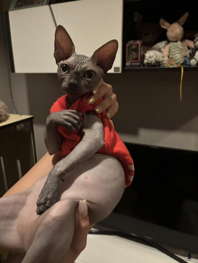 สาวน้อยสฟิงแคนนาเดี่ยนสีบลู(โทนเทาเข้มสวย)🩶 รูปที่ 8