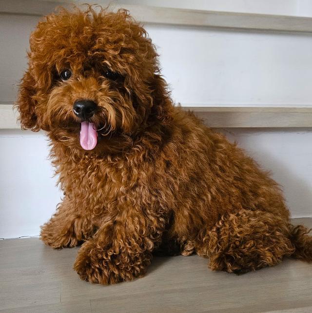 Toy Poodle puppy