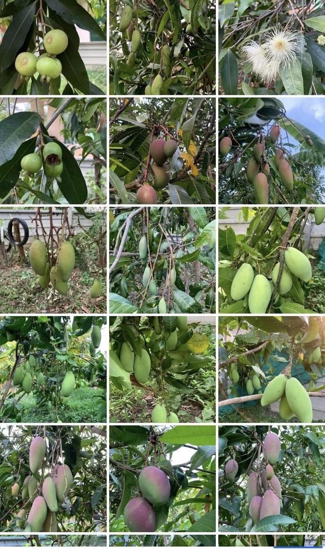 ขายที่ดินทำเลทอง! หมู่บ้านช่างทอง ต.สุเทพ อ.เมืองเชียงใหม่ ใกล้มหาวิทยาลัยเชียงใหม่ (หลัง มช.) 6