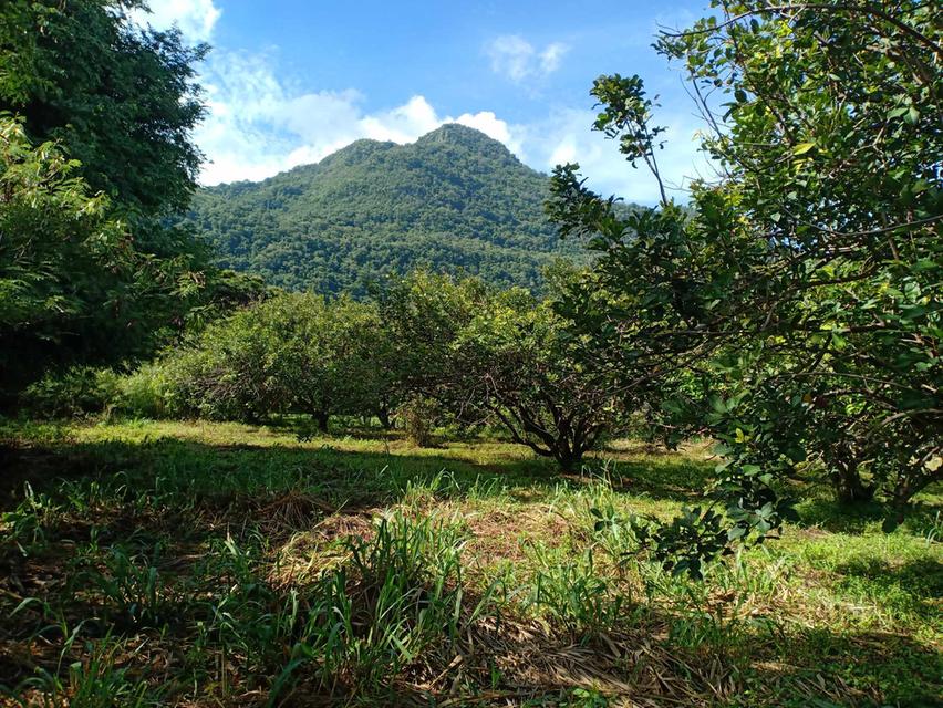 ที่ดิน2ไร่ โฉนดครุฑแดง เขาใหญ่ปากช่อง 2