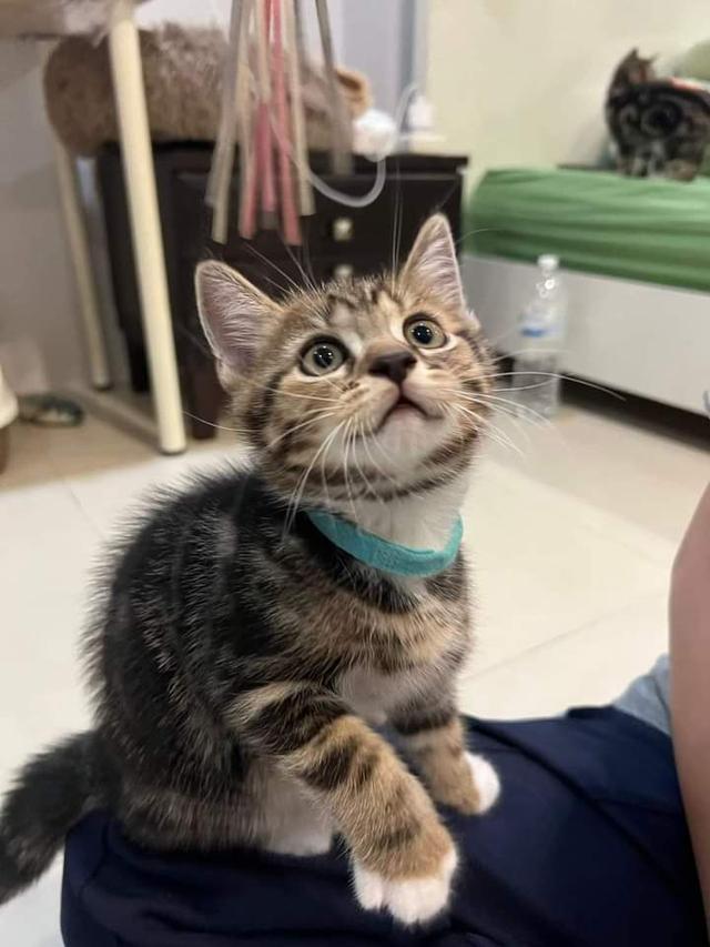 american shorthair ตัวเล็ก