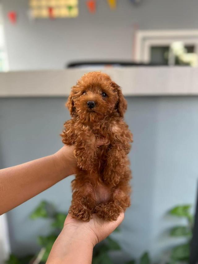 Poodle puppies | WhatsApp me : +66 63 826 3042 รูปที่ 2