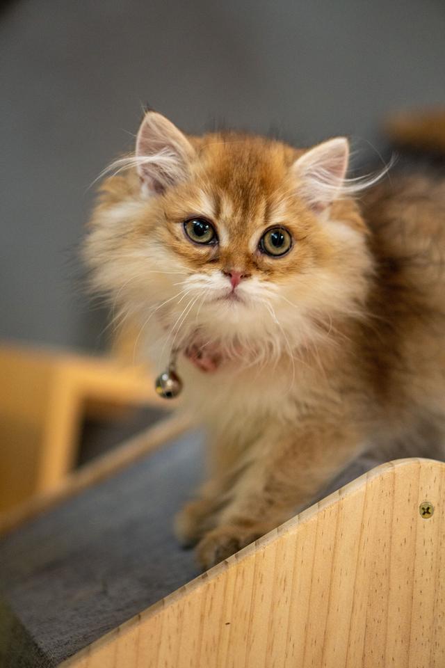 เด็กหญิงบริติช ลองแฮร์ (British Longhair) 10