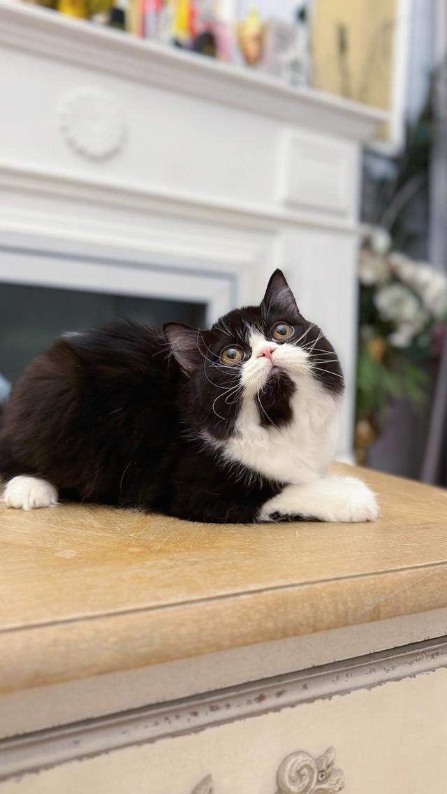 Scottish fold longhair