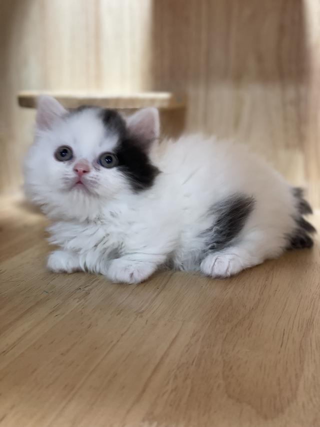 mini product image 2