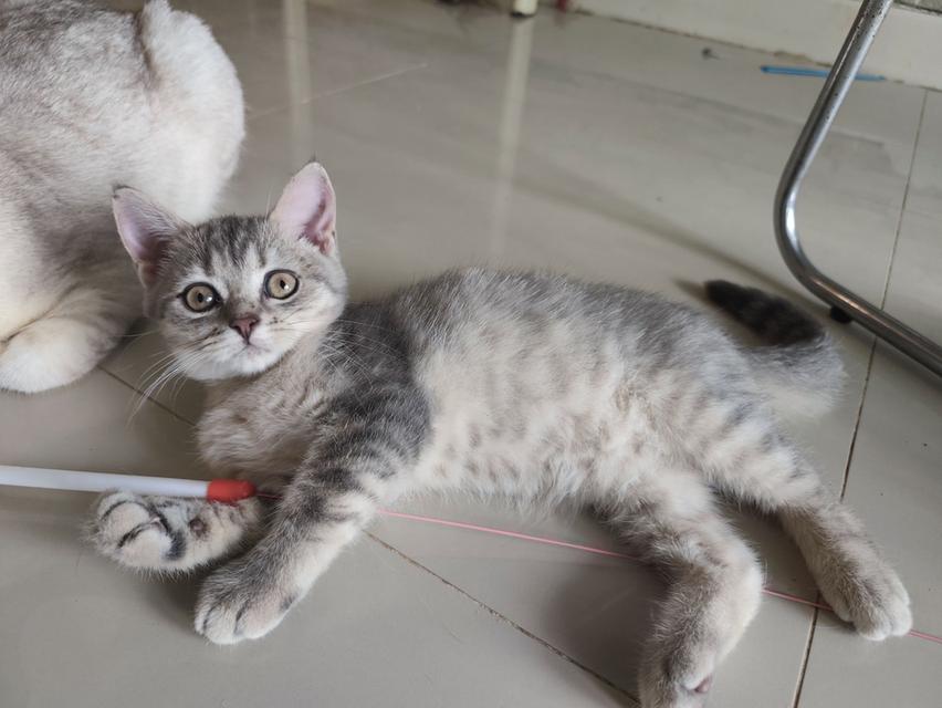 ลูกแมวสก็อตติสโฟลด์แท้