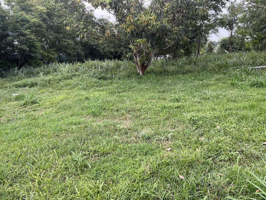 ขายที่ดิน อ.มวกเหล็ก จ.สระบุรี 296 ตรว. โทร 086-403-3985 089-109-7914 9