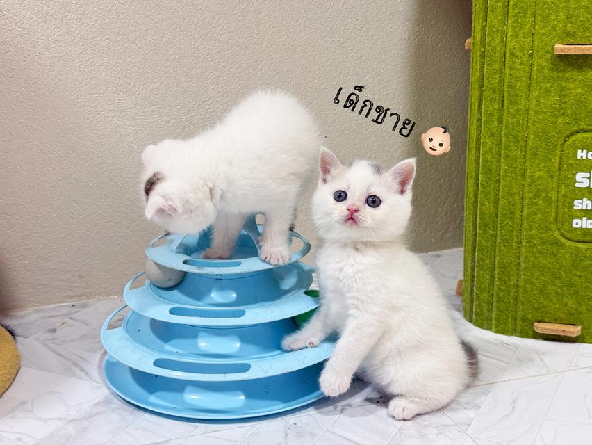 ลูกแมวสก๊อตติชโฟลด์👧🏻👶🏻 รูปที่ 7