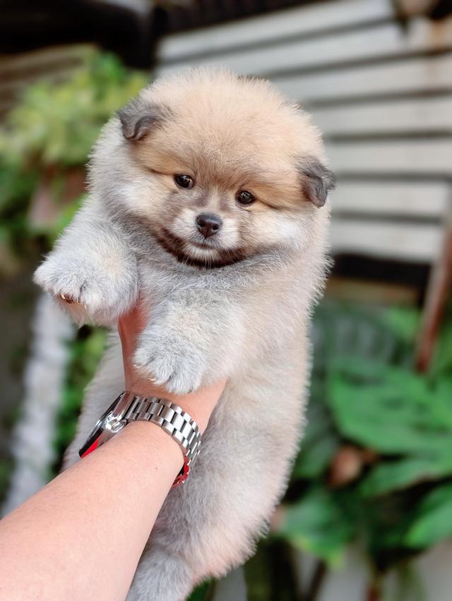 Pomeranian แท้เพศผู้อายุสองเดือนวัคซีนให้ฟรีพร้อมย้ายบ้านมีบริกาส่งเก็บปลายทาง