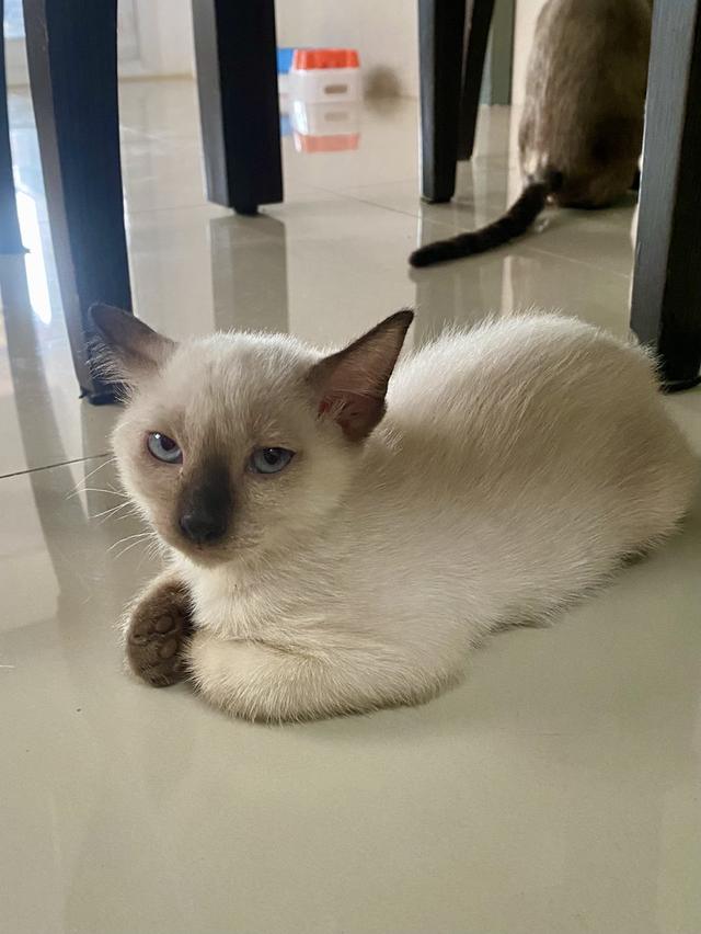 หาบ้านให้น้องแมววิเชียรมาศ