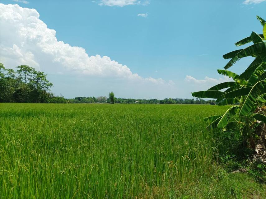 ขายที่ดิน 12ไร่ ต.สง่าบ้าน อ.ดอยสะเก็ด จ.เชียงใหม่ 12