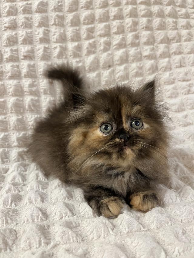 แมวเปอร์เซีย 🙂❌🍊✋😁vg 5