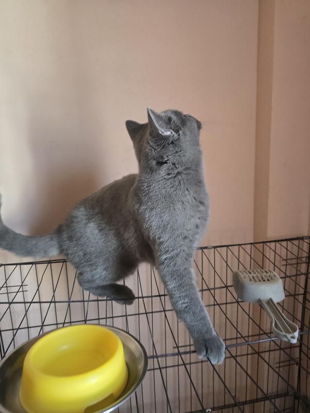 ลูกแมวบริติชช็อตแฮร์สายเลือดแชมป์ รูปที่ 3