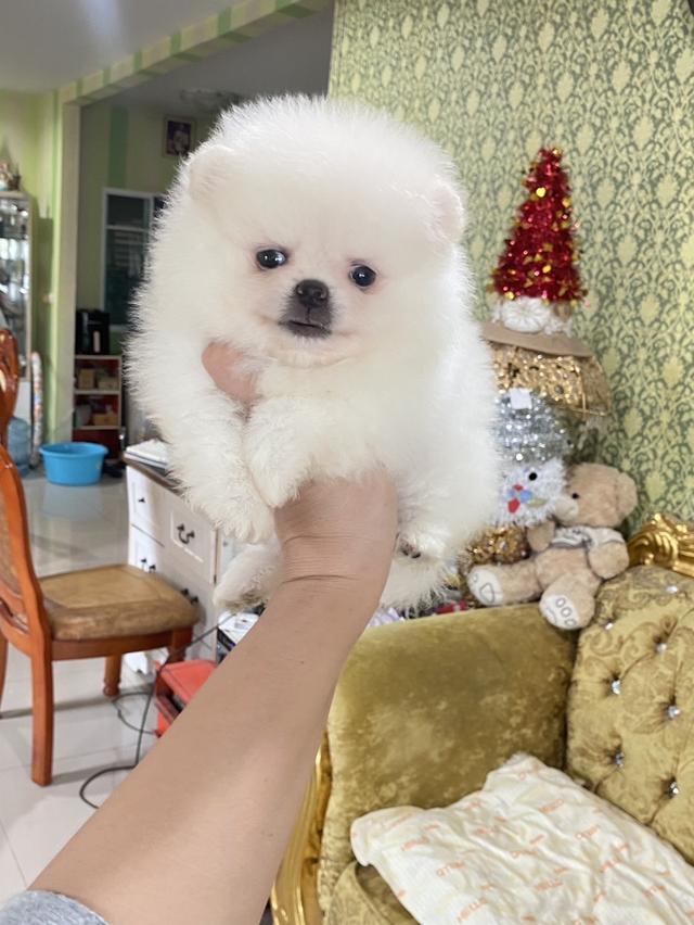 ลูกปอมแท้ พร้อมย้ายบ้าน สีขาวสำลี อ้วนกลมหมี เตี้ยสั้น