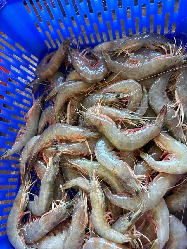 กุ้งแชบ๊วย สดๆใหม่ๆ  6