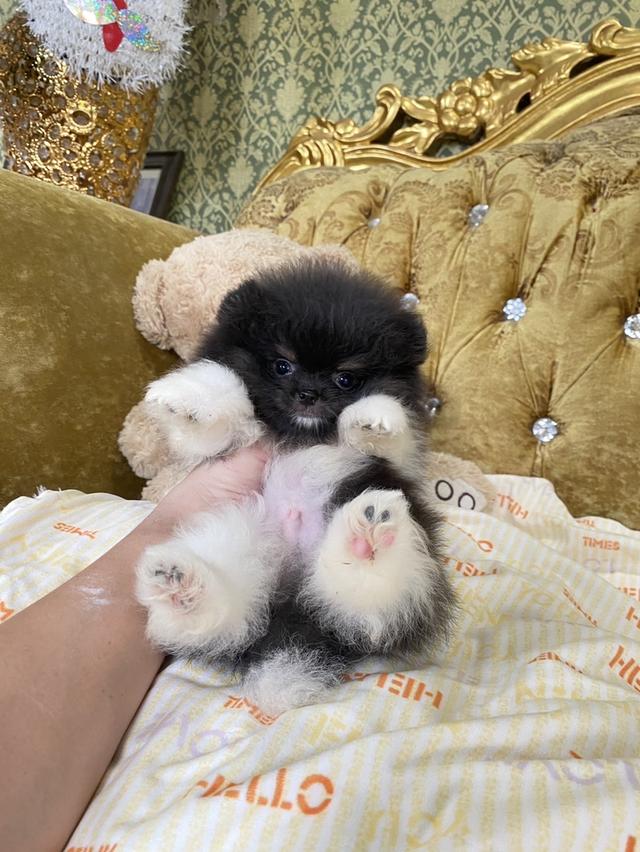 ลูกปอมปอมแท้ มีบริการจัดส่งถึงบ้าน 3