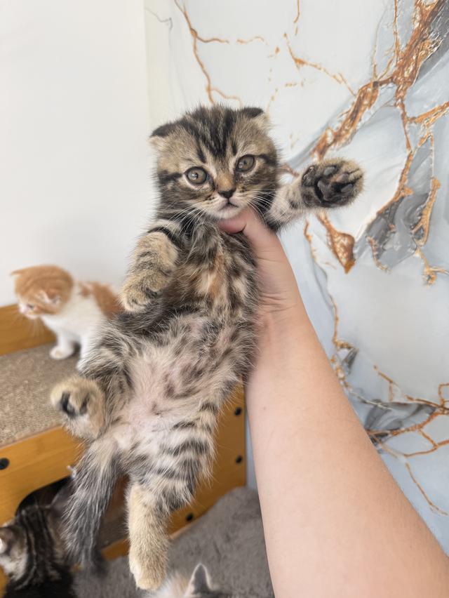 ลูกแมวพันธุ์สก๊อตติชแท้