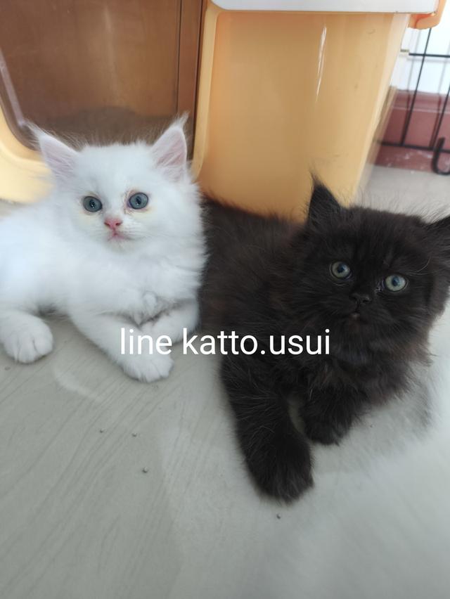 ลูกแมวเปอร์เซีย 