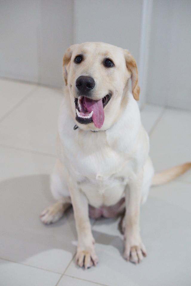 น้องแฮปปี้ พันธุ์ลาบาดอว์1ปี 7