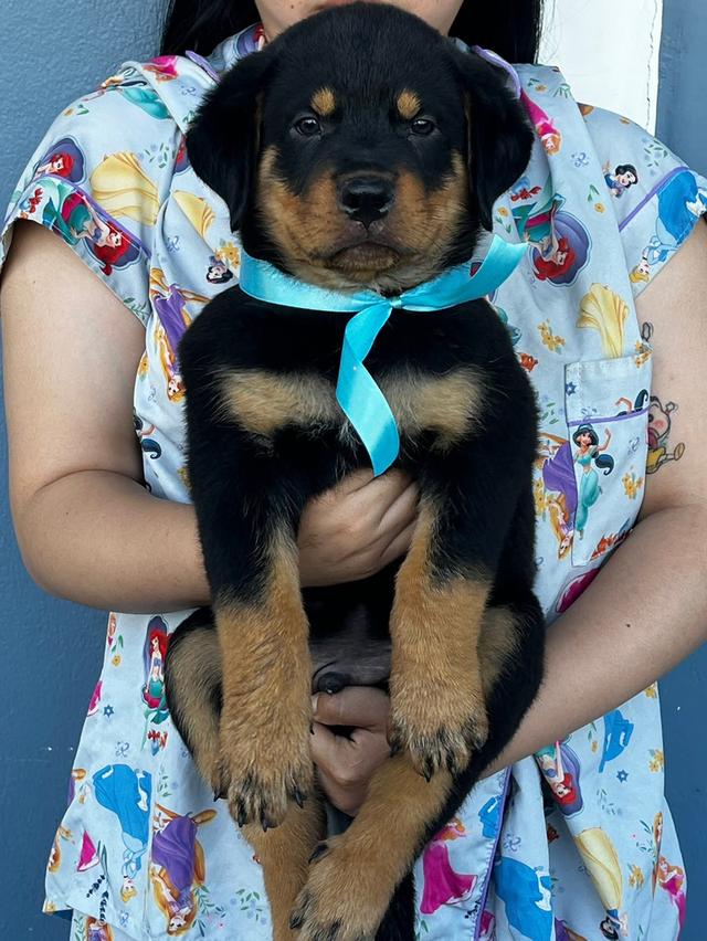 สุนัขร็อตไวเลอร์เฝ้าบ้าน 2