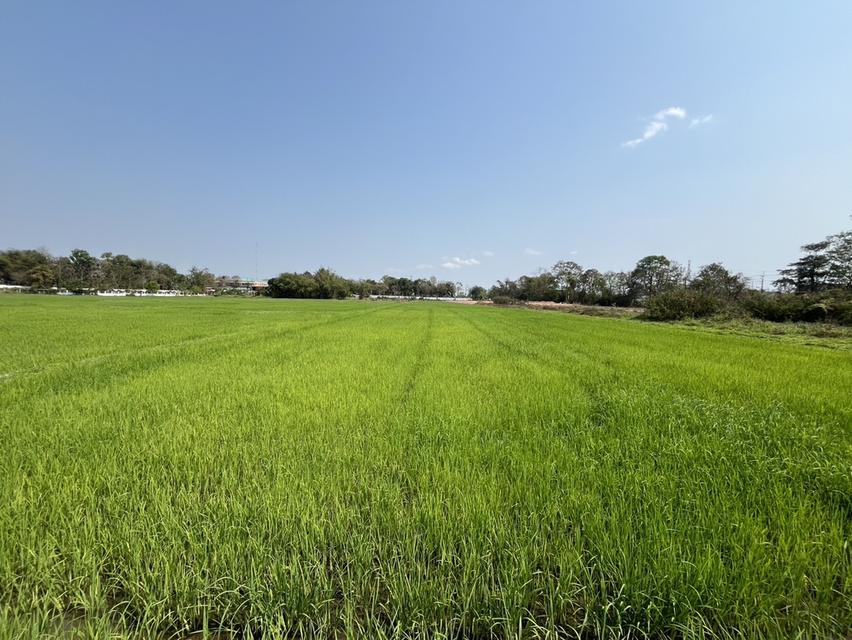 ที่ดิน จังหวัดเชียงราย 2