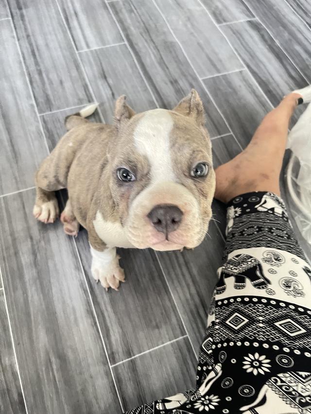 สุนัขพันธุ์ อเมริกันบลูลี่