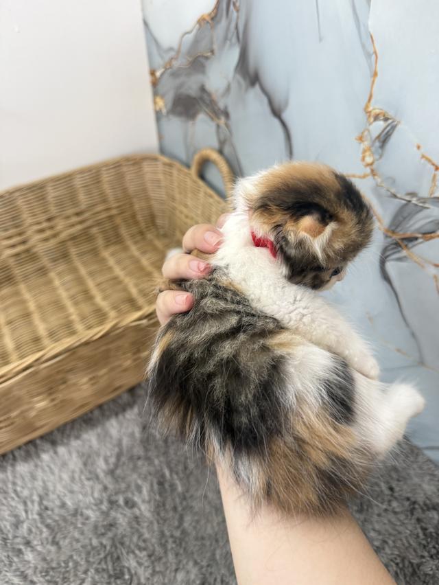 ลูกแมวพันธุ์สก๊อตติชแท้ รูปที่ 4