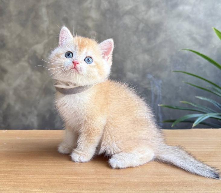 Scottish fold (ผู้ชาย)