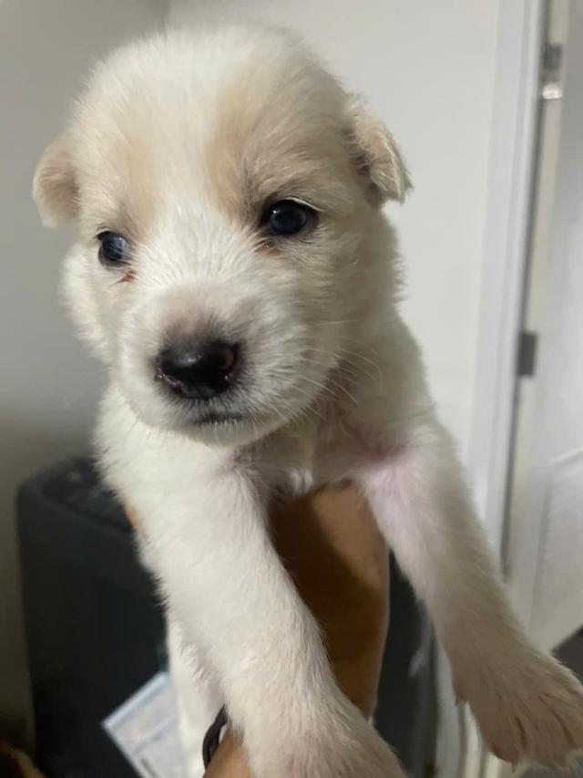 ไซบีเรียนโกลเด้น อายุ 1 เดือน รูปที่ 2