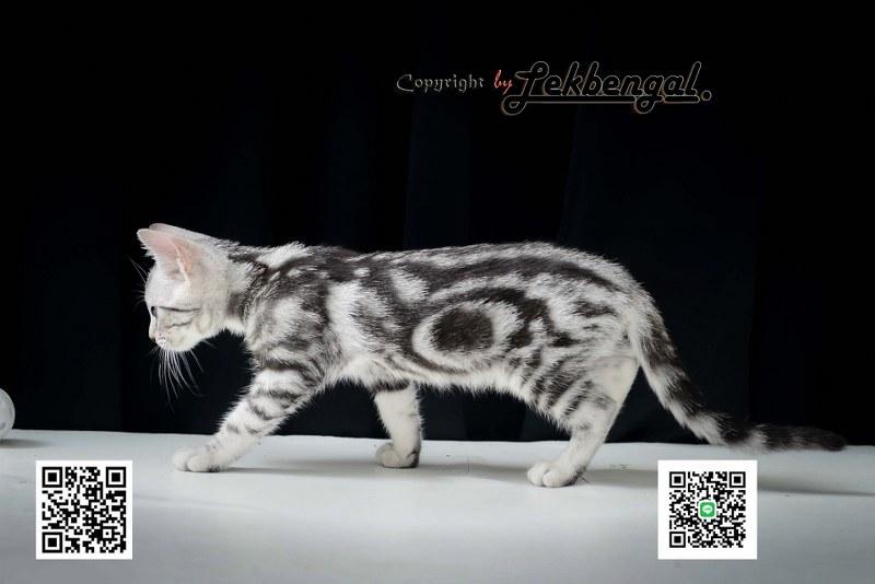 ขายลูกแมวเพศเมียราคาพิเศษ อเมริกันชอตแฮร์พันธุ์แท้ American Shorthair  5