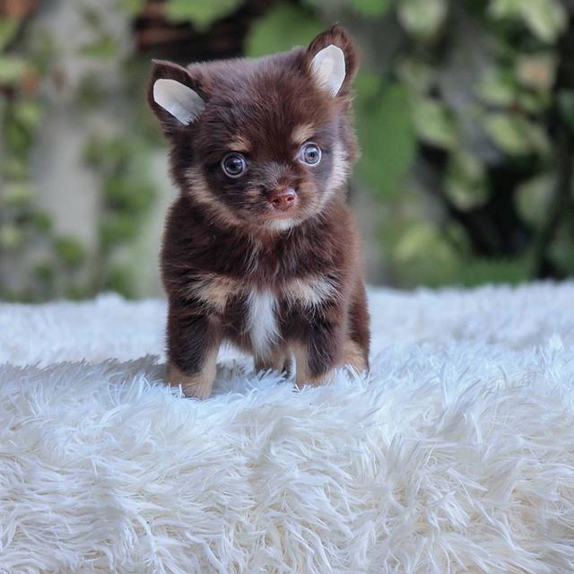 ชิวาวาแท้ขนยาว สีช็อค เพศผู้ 11