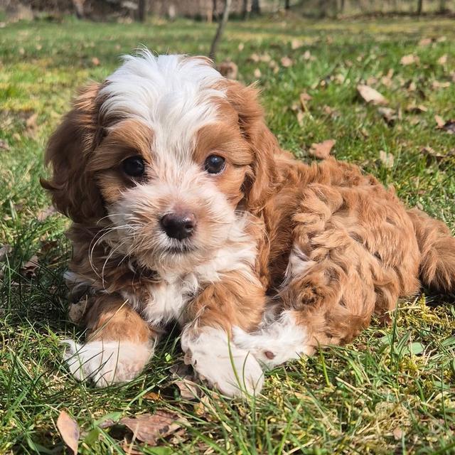 Havanese puppies  WhatsApp me : +66 63 826 3042 รูปที่ 2