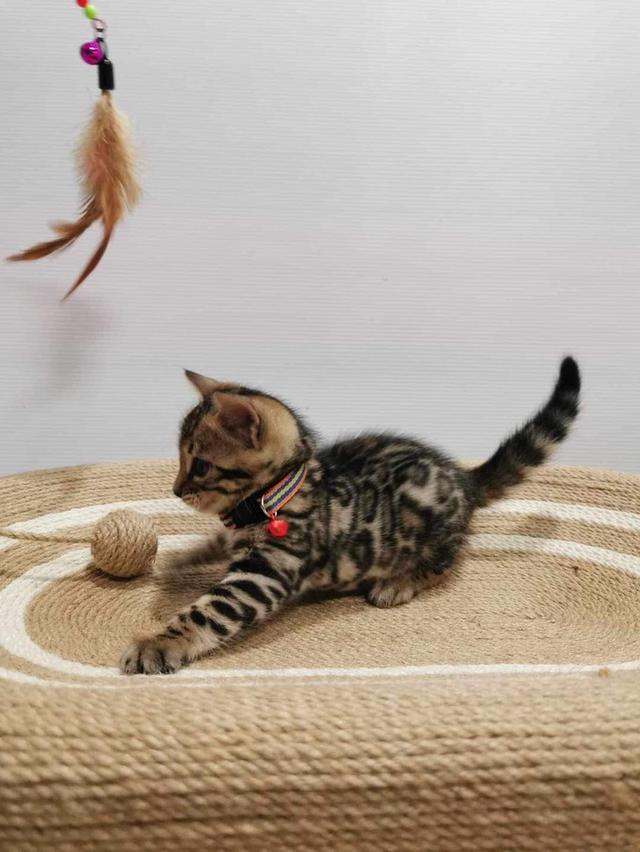 ขายแมวเบงกอลตัวเล็ก