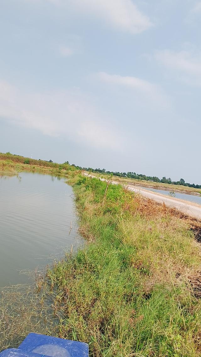 ที่ดินบ่อกุ้ง6ไร่จังหวัดสมุทรสาคร 5