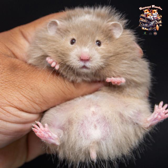 Hamster Donmuang - ขายหนูแฮมสเตอร์ 9