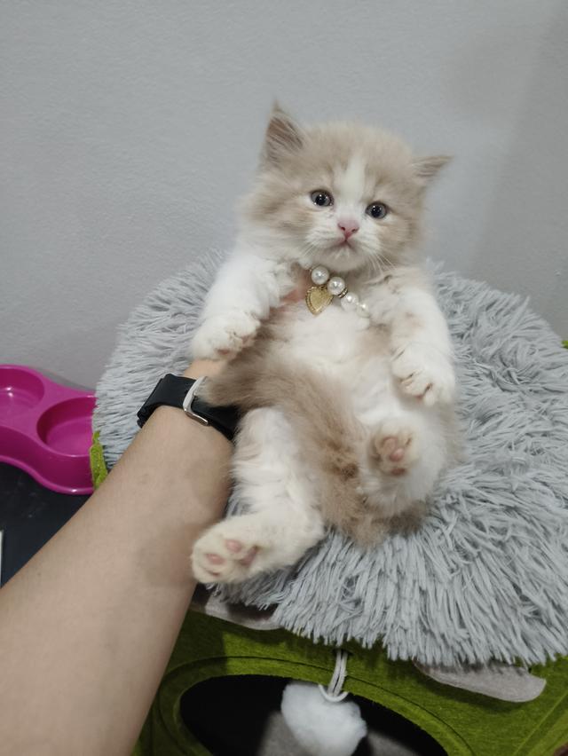 ❌❌ปิดการขาย เด็กชาย หาบ้าน🏠🏡😻😻😻😻
