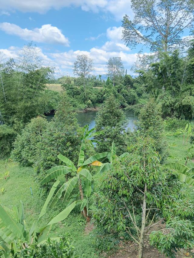 ที่ิดินพร้อมสวนทุเรียน จ.กาญจนบุรี อ.ทองผาภูมิ 19