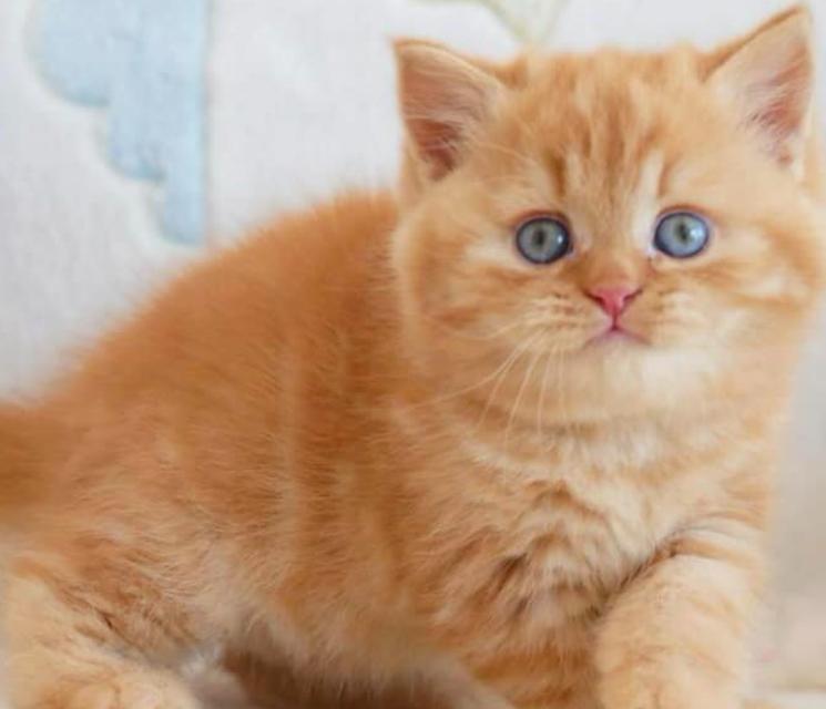 แมวมันช์กิ้น ขนสีส้มตาสวย 4