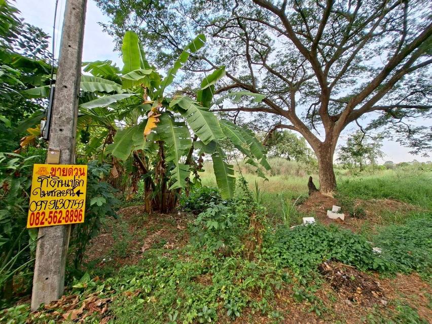 ขายที่ดินเปล่า ชุมชนสวนอ้อย ซอย3 หนองแค สระบุรี 3