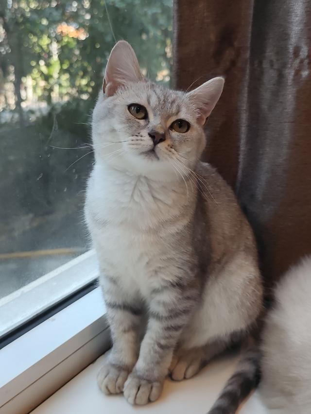 หาบ้าน แมวสก็อตติชโฟล์ด ผญ รูปที่ 3