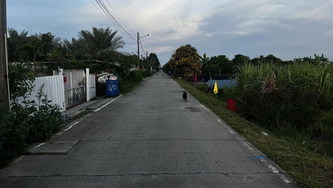 ขายที่ดินเปิดแปลงใหม่ คลองสาม  คลองหลวง ปทุมธานี 100 ตารางวาเพียง  8.5 แสนบาท 17