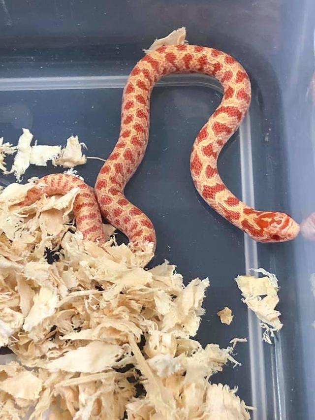 หาบ้านให้น้องงู milk snake 3